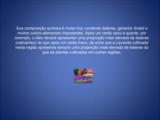 Sua composição química é muita rica, contendo ésteres, geraniol, linalol e
muitos outros elementos importantes. Após um verão seco e quente, por
exemplo, o óleo deverá apresentar uma proporção mais elevada de ésteres
(calmantes) do que após um verão fraco, de sorte que a Lavanda cultivada
nesta região apresenta sempre uma proporção mais elevada de ésteres do
que as plantas cultivadas em outras regiões.
 