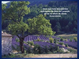 Uma das mais importantes
aplicações do óleo de Lavanda
dá-se no alívio de dores
musculares.
 