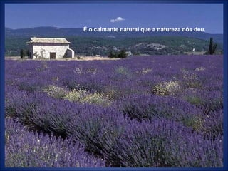 É o calmante natural que a natureza nós deu.
 