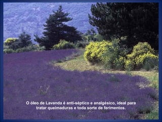O óleo de Lavanda é anti-séptico e analgésico, ideal para
tratar queimaduras e toda sorte de ferimentos.
 
