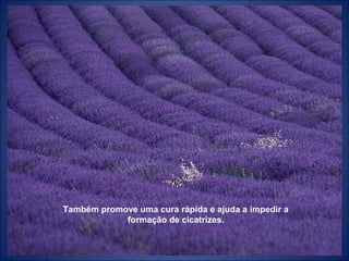 Também promove uma cura rápida e ajuda a impedir a
formação de cicatrizes.
 