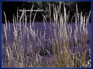 Seu aroma é especial!
 