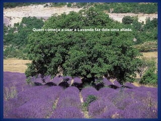 Quem começa a usar a Lavanda faz dela uma aliada.
 