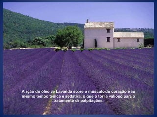 A ação do óleo de Lavanda sobre o músculo do coração é ao
mesmo tempo tônica e sedativa, o que o torna valioso para o
tratamento de palpitações.
 