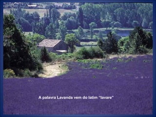A palavra Lavanda vem do latim “lavare”
 