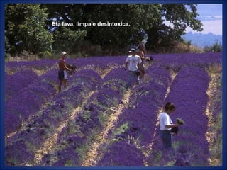 Ela lava, limpa e desintoxica.
 