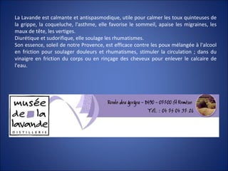 La Lavande est calmante et antispasmodique, utile pour calmer les toux quinteuses de
la grippe, la coqueluche, l'asthme, elle favorise le sommeil, apaise les migraines, les
maux de tête, les vertiges.
Diurétique et sudorifique, elle soulage les rhumatismes.
Son essence, soleil de notre Provence, est efficace contre les poux mélangée à l'alcool
en friction pour soulager douleurs et rhumatismes, stimuler la circulation ; dans du
vinaigre en friction du corps ou en rinçage des cheveux pour enlever le calcaire de
l'eau.
 