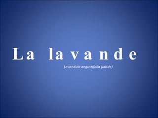 La lavande Lavandula angustifolia (labiés)‏ 