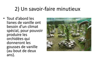 2) Un savoir-faire minutieux
• Tout d’abord les
lianes de vanille ont
besoin d’un climat
spécial, pour pouvoir
produire les
orchidées qui
donneront les
gousses de vanille
(au bout de deux
ans).
 