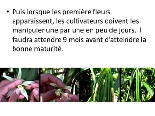 • Puis lorsque les première fleurs
apparaissent, les cultivateurs doivent les
manipuler une par une en peu de jours. Il
faudra attendre 9 mois avant d'atteindre la
bonne maturité.
 