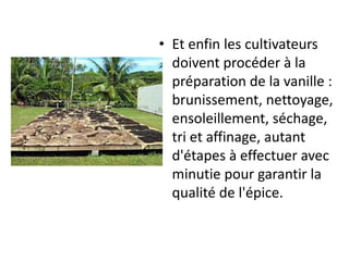 • Et enfin les cultivateurs
doivent procéder à la
préparation de la vanille :
brunissement, nettoyage,
ensoleillement, séchage,
tri et affinage, autant
d'étapes à effectuer avec
minutie pour garantir la
qualité de l'épice.
 