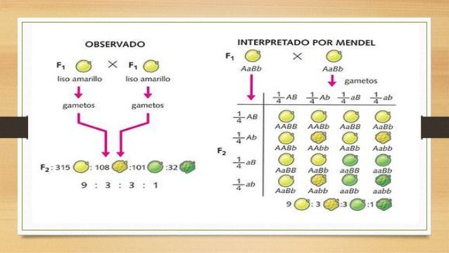 La variabilidad genética slideshare