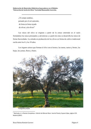 Elaboración de Materiales Didácticos Innovadores en el Módulo:
“Extracción de Aceite de Oliva” Variedad Manzanilla Cacereña.
_________________________________________________________________________
Rosa Fátima Román Carrero Página 4
¡ El campo andaluz,
peinado por el sol canicular,
de loma en loma rayado
de olivar y de olivar!1
Las raíces del olivo se originan a partir de la estaca enterrada en el suelo
formándose las raíces principales y adventicias y a partir de estas se desarrolla las raíces de
forma fasciculadas. La entrada en producción de los olivos en forma de cultivo tradicional
oscila entre los 8 y los 10 años.
Los órganos aéreos que forman el olivo son el tronco, las ramas, ramos y brotes, las
hojas, las yemas, flores y frutos.
Fotografía propia.
1
Machado, A: «Poesías Completas». Edición de Manuel Alvar. Austral Poesía, Espasa Calpe, página 219.
Madrid (2007).
 