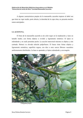 Elaboración de Materiales Didácticos Innovadores en el Módulo:
“Extracción de Aceite de Oliva” Variedad Manzanilla Cacereña.
_________________________________________________________________________
Rosa Fátima Román Carrero Página 5
A algunas características propias de la manzanilla cacereña respecto al árbol son
que tiene un vigor medio, porte abierto, la densidad de la copa clara, no presenta muchos
ramos anticipados.
LA ACEITUNA.
El fruto de la manzanilla cacereña es de color negro en la maduración y tiene un
tamaño medio, con forma elíptica u ovoidal y ligeramente simétrico. El ápice es
redondeado y no suele presentar pezón. La sección transversal máxima es elíptica y está
centrada. Destaca su elevada relación pulpa/hueso. El hueso tiene forma elíptica y
ligeramente asimétrica, superficie rugosa, con diez a once surcos fibrosos vasculares
uniformemente distribuidos. La base es apuntada y el ápice redondeado y con mugrón.
Fotografía propia.
 
