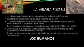 Vibira Rusell La víbora russell | PPT