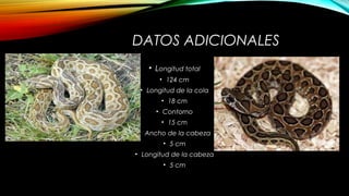 Vibira Rusell La víbora russell | PPT