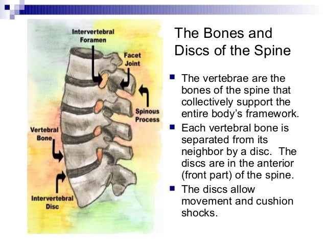 Lavc Back Injury Prevention Wellness Lecture Fall 2005