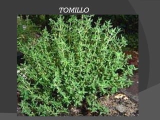 TOMILLO