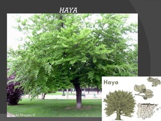 HAYA