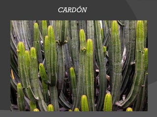 CARDÓN
