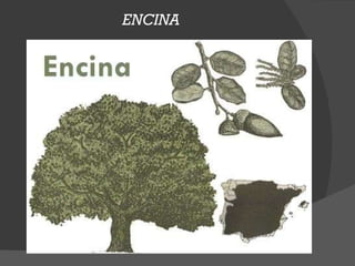 ENCINA