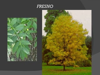 FRESNO