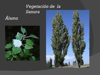 Vegetación de la llanura Álamo