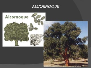 ALCORNOQUE