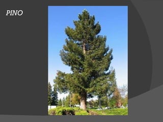 PINO