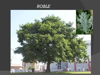 ROBLE