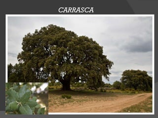 CARRASCA