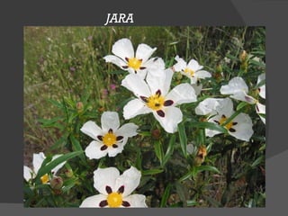 JARA