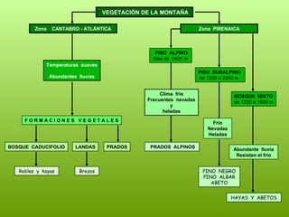 VEGETACIÓN DE LA MONTAÑA   Zona  CANTABRO - ATLÁNTICA  Zona  PIRENAICA Temperaturas  suaves Abundantes  lluvias BOSQUE  CADUCIFOLIO Robles  y  hayas   F O R M A C I O N E S  V E G E T A L E S LANDAS PRADOS Brezos  PISO  ALPINO  Mas de  2400 m PISO  SUBALPINO  de 1200 a 2400 m BOSQUE  MIXTO de 1200 a 1600 m Clima  frío Frecuentes  nevadas y heladas PRADOS  ALPINOS  Frío Nevadas  Heladas PINO  NEGRO  PINO  ALBAR ABETO Abundante  lluvia  Resisten el frío HAYAS  Y  ABETOS   