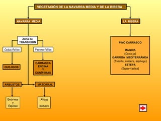 VEGETACIÓN DE LA NAVARRA MEDIA Y DE LA RIBERA  NAVARRA  MEDIA LA  RIBERA Zona de TRANSICIÓN Caducifolios Perennifolios QUEJIGOS CARRASCA ENCINA Y CONÍFERAS ARBUSTOS MATORRAL PINO CARRASCO MAQUIA  (Coscoja) GARRIGA  MEDITERRÁNEA (Tomillo, romero, espliego) ESTEPA (Espartizales) Endrinos y Espinos Aliaga Romero 