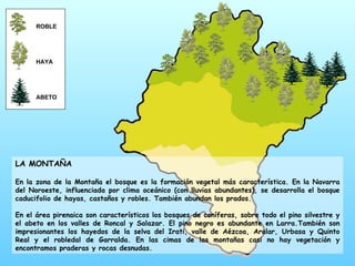 LA MONTAÑA En la zona de la Montaña el bosque es la formación vegetal más característica. En la Navarra del Noroeste, influenciada por clima oceánico (con lluvias abundantes), se desarrolla el bosque caducifolio de hayas, castaños y robles. También abundan los prados.  En el área pirenaica son característicos los bosques de coníferas, sobre todo el pino silvestre y el abeto en los valles de Roncal y Salazar. El pino negro es abundante en Larra.También son impresionantes los hayedos de la selva del Irati, valle de Aézcoa, Aralar, Urbasa y Quinto Real y el robledal de Garralda. En las cimas de las montañas casi no hay vegetación y encontramos praderas y rocas desnudas.  ROBLE HAYA ABETO 