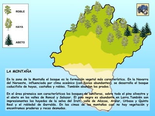 LA MONTAÑA En la zona de la Montaña el bosque es la formación vegetal más característica. En la Navarra del Noroeste, influenciada por clima oceánico (con lluvias abundantes), se desarrolla el bosque caducifolio de hayas, castaños y robles. También abundan los prados.  En el área pirenaica son característicos los bosques de coníferas, sobre todo el pino silvestre y el abeto en los valles de Roncal y Salazar. El pino negro es abundante en Larra.También son impresionantes los hayedos de la selva del Irati, valle de Aézcoa, Aralar, Urbasa y Quinto Real y el robledal de Garralda. En las cimas de las montañas casi no hay vegetación y encontramos praderas y rocas desnudas.  ROBLE HAYA ABETO 