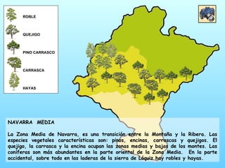 ROBLE QUEJIGO PINO CARRASCO CARRASCA HAYAS NAVARRA  MEDIA La Zona Media de Navarra, es una transición entre la Montaña y la Ribera. Las especies vegetales características son: pinos, encinas, carrascas y quejigos. El quejigo, la carrasca y la encina ocupan las zonas medias y bajas de los montes. Las coníferas son más abundantes en la parte oriental de la Zona Media.  En la parte occidental, sobre todo en las laderas de la sierra de Lóquiz hay robles y hayas.  