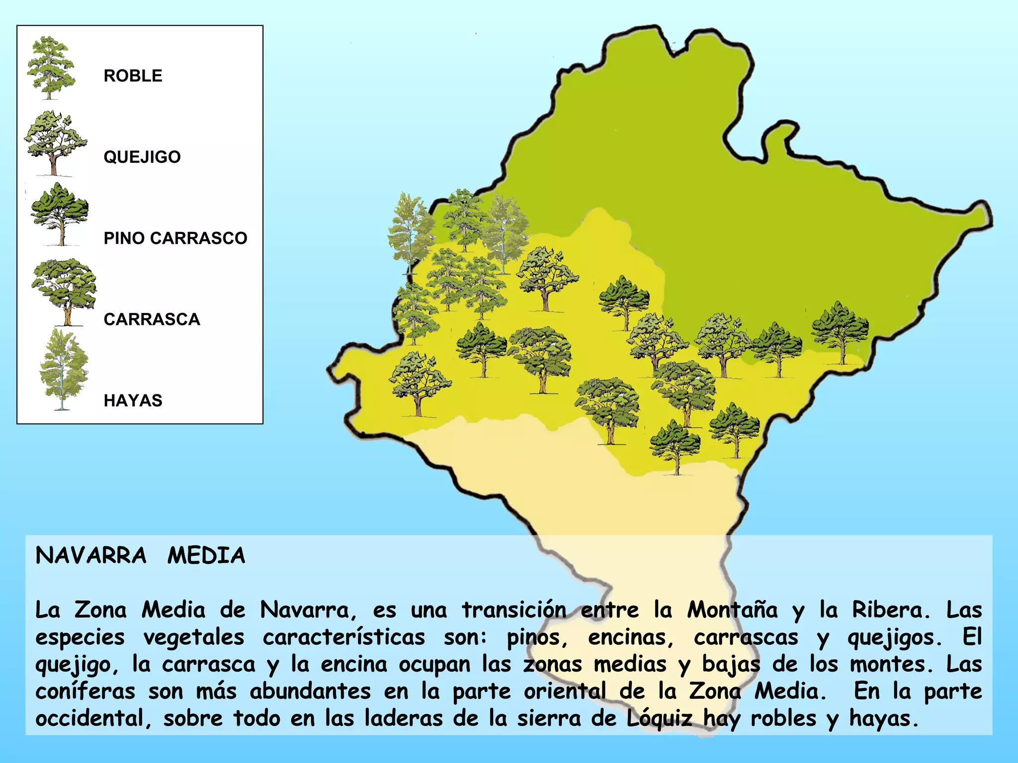 ROBLE QUEJIGO PINO CARRASCO CARRASCA HAYAS NAVARRA MEDIA La Zona Media de Navarra, es una transición entre la Montaña y la Ribera. Las especies vegetales características son: pinos, encinas, carrascas y quejigos. El quejigo, la carrasca y la encina ocupan las zonas medias y bajas de los montes. Las coníferas son más abundantes en la parte oriental de la Zona Media. En la parte occidental, sobre todo en las laderas de la sierra de Lóquiz hay robles y hayas.