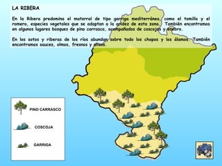 LA RIBERA En la Ribera predomina el matorral de tipo garriga mediterránea, como el tomillo y el romero, especies vegetales que se adaptan a la aridez de esta zona.  También encontramos en algunos lugares bosques de pino carrasco, acompañados de coscojas y enebro. En los sotos y riberas de los ríos abundan sobre todo los chopos y los álamos. También encontramos sauces, olmos, fresnos y alisos. PINO CARRASCO COSCOJA GARRIGA 