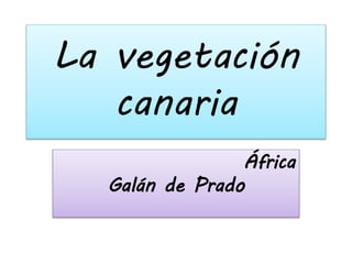 La vegetación
canaria
África
Galán de Prado
 