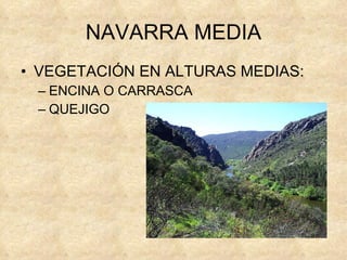 NAVARRA MEDIA VEGETACIÓN EN ALTURAS MEDIAS: ENCINA O CARRASCA QUEJIGO 