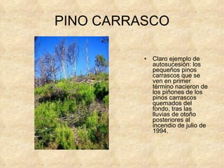 PINO CARRASCO Claro ejemplo de autosucesión: los pequeños pinos carrascos que se ven en primer término nacieron de los piñones de los pinos carrascos quemados del fondo, tras las lluvias de otoño posteriores al incendio de julio de 1994. 