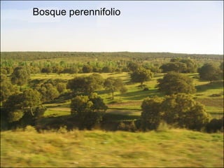 Bosque perennifolio
 