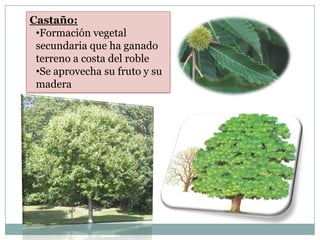 Castaño:
 •Formación vegetal
 secundaria que ha ganado
 terreno a costa del roble
 •Se aprovecha su fruto y su
 madera
 