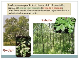 En el área correspondiente al clima oceánico de transición,
   aparece el bosque marescente de rebollo y quejigo:
   Con árboles menos altos que mantienen sus hojas secas hasta el
   nacimiento de un nuevo brote.


                                    Rebollo




Quejigo
 