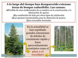 A lo largo del tiempo han desaparecido extensas
    áreas de bosque caducifolio. Las causas:
Pérdida de usos tradicionales de su madera en la construcción y la
                      fabricación de aperos
      La sustitución de leña por otros tipos de calefacción
    Las quemas incontroladas para la obtención de pastos.
                    Los incendios forestales


                     En la actualidad se
                       han repoblado
                    grandes extensiones
                        de árboles de
                    crecimiento rápido y
                            buen
                      aprovechamiento
                     económico como el
                         pino o el
                         eucalipto
 