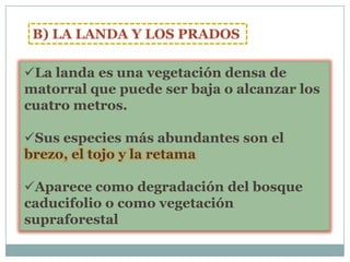B) LA LANDA Y LOS PRADOS

La landa es una vegetación densa de
matorral que puede ser baja o alcanzar los
cuatro metros.

Sus especies más abundantes son el
brezo, el tojo y la retama

Aparece como degradación del bosque
caducifolio o como vegetación
supraforestal
 