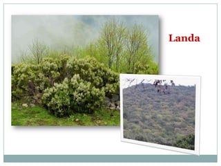 Landa
 