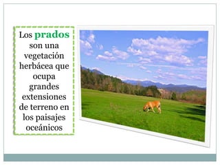 Los prados
   son una
  vegetación
herbácea que
    ocupa
   grandes
 extensiones
de terreno en
 los paisajes
  oceánicos
 
