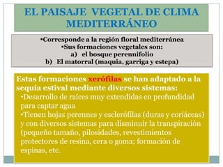 EL PAISAJE VEGETAL DE CLIMA
         MEDITERRÁNEO
       Corresponde a la región floral mediterránea
             Sus formaciones vegetales son:
                a) el bosque perennifolio
         b) El matorral (maquia, garriga y estepa)

Estas formaciones xerófilas se han adaptado a la
sequía estival mediante diversos sistemas:
 •Desarrollo de raíces muy extendidas en profundidad
 para captar agua
 •Tienen hojas perennes y esclerófilas (duras y coriáceas)
 y con diversos sistemas para disminuir la transpiración
 (pequeño tamaño, pilosidades, revestimientos
 protectores de resina, cera o goma; formación de
 espinas, etc.
 